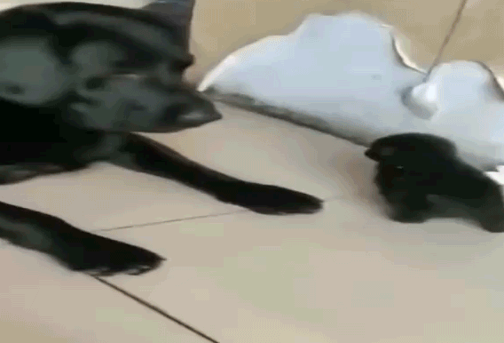 9361111650e72ec81928ccfbf1756b5d_1702885819_9521.gif 9361111650e72ec81928ccfbf1756b5d_1702885819_9521.gif